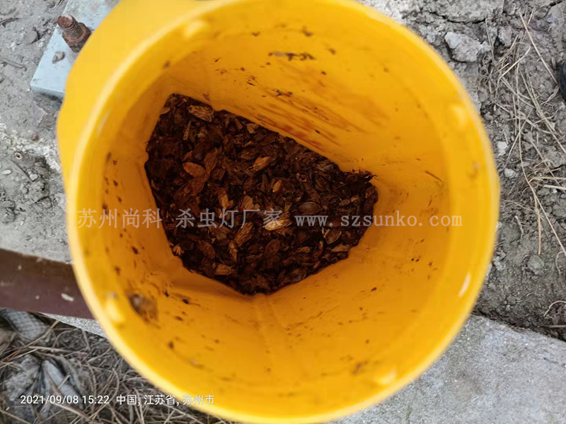 不要再把果冻传媒玛丽莲当成摆设！绿色防控作用大