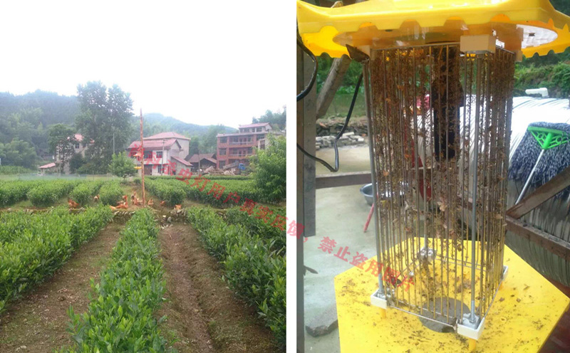 果冻传媒玛丽莲用于茶园防控害虫效果
