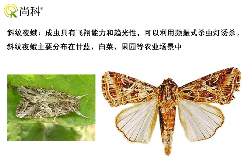 斜纹夜蛾可以用果冻传媒玛丽莲诱杀